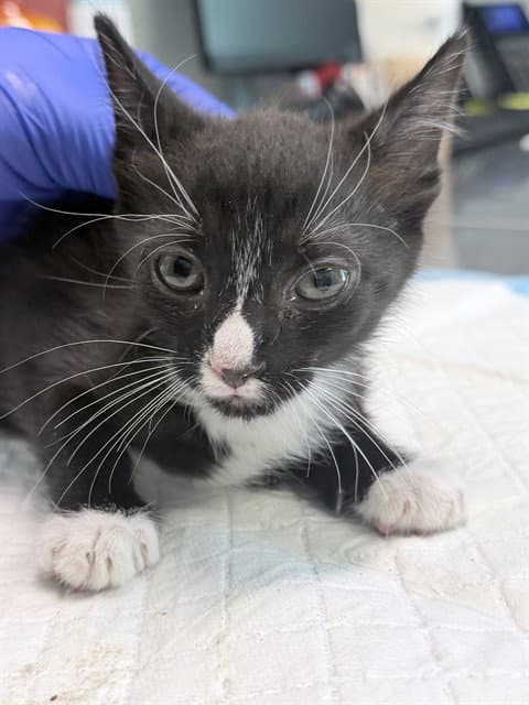 Apple - Domestic Short Hair