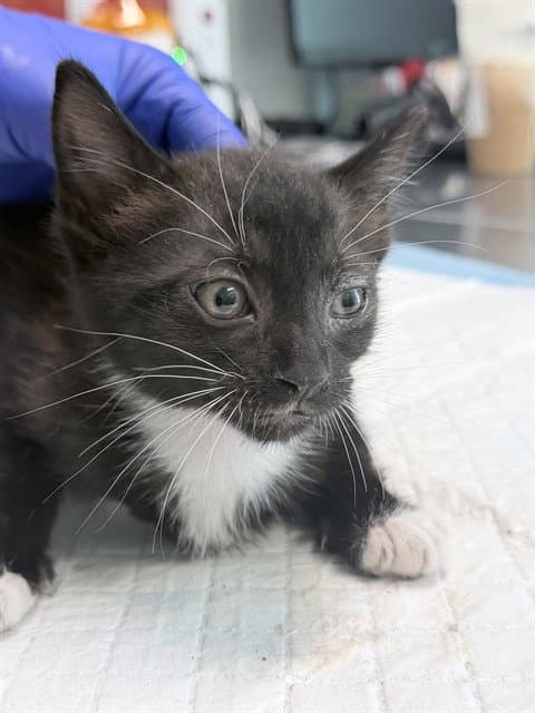 Sammie - Domestic Short Hair