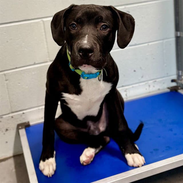 Abe - Labrador Retriever