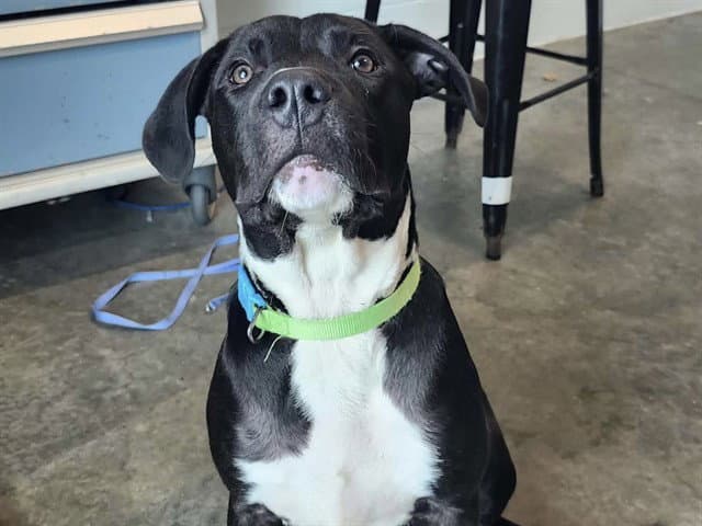 Abe - Labrador Retriever