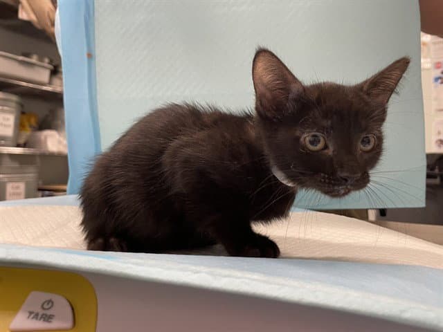 Lady Liberty - Domestic Short Hair