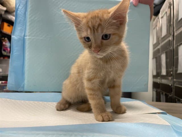 Evan Almighty - Domestic Short Hair
