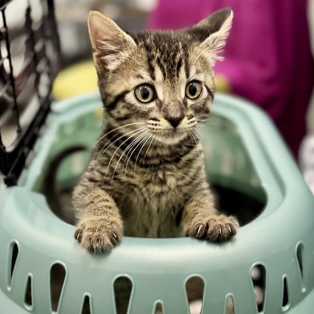 Hitch - Domestic Short Hair