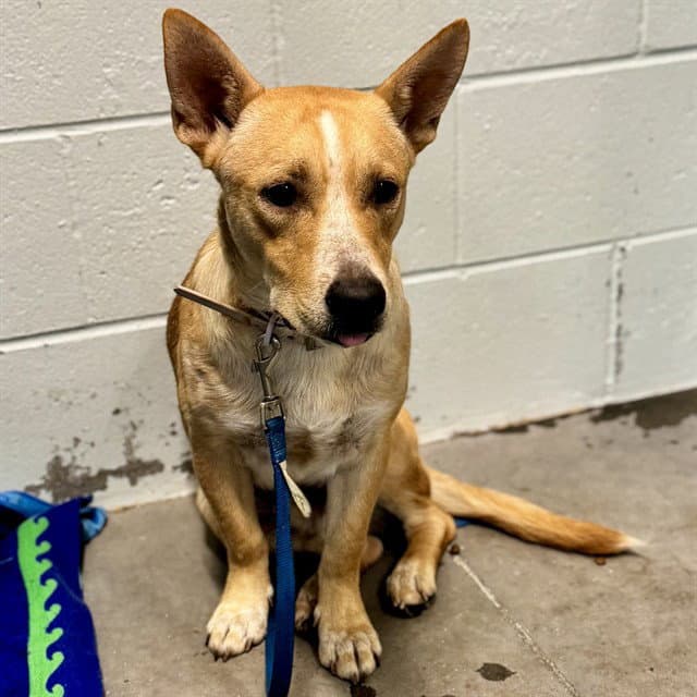 Woodrow - Carolina Dog
