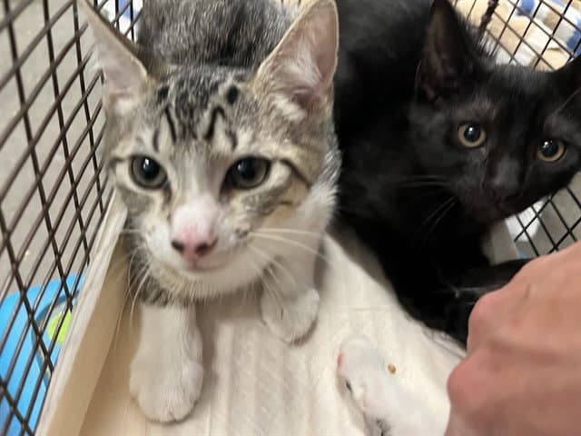 Boogie - Domestic Short Hair