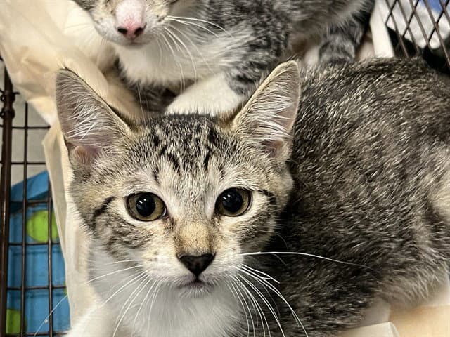 Tinnie - Domestic Short Hair