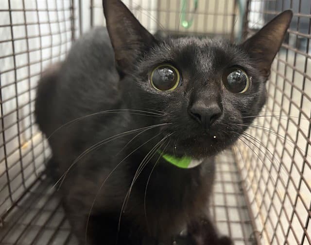 Pie - Domestic Short Hair