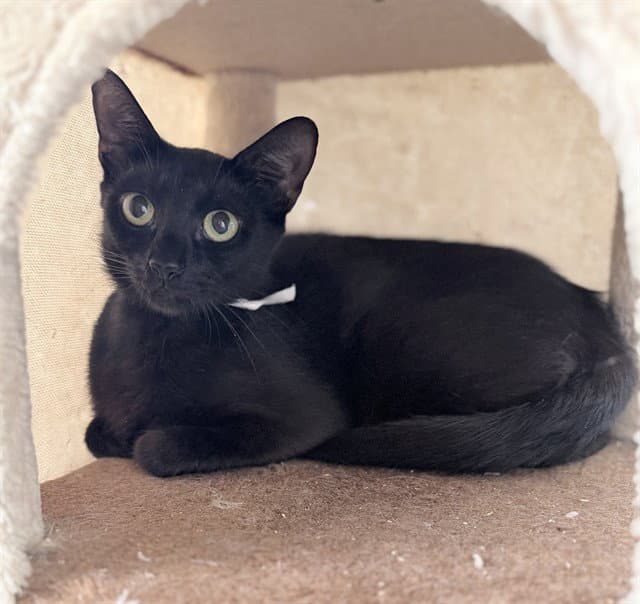Pie - Domestic Short Hair
