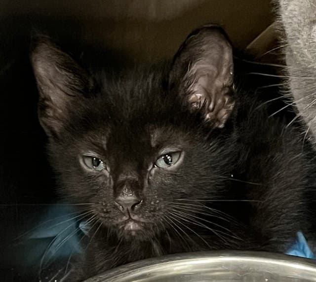 Armstrong - Domestic Short Hair