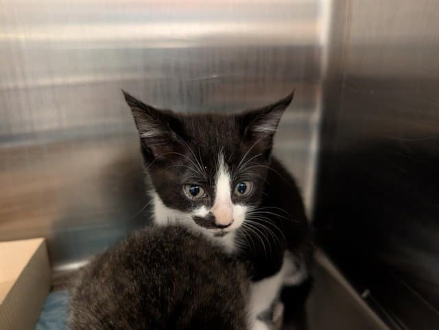 Firecracker - Domestic Short Hair