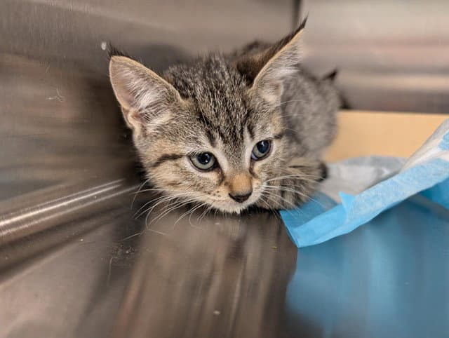Rocket - Domestic Short Hair