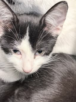 Kitten image 1