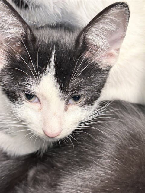 Kitten