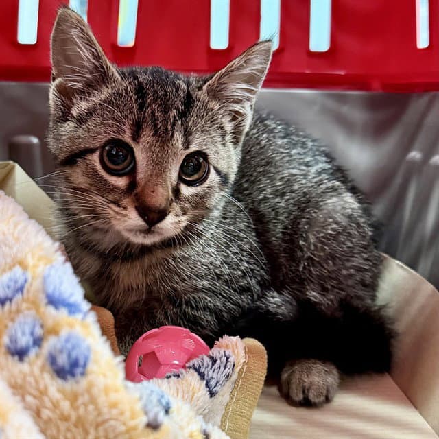 Jellyfish - Domestic Short Hair
