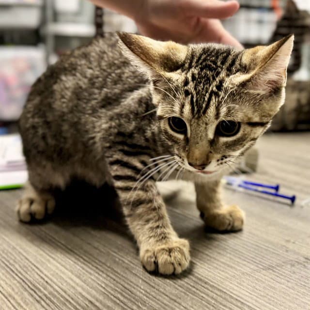 Airman - Domestic Short Hair
