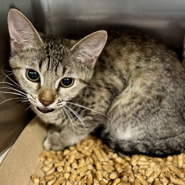 Rhode Island - Domestic Short Hair