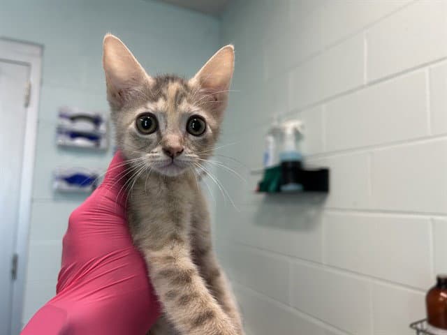 Susan - Domestic Short Hair
