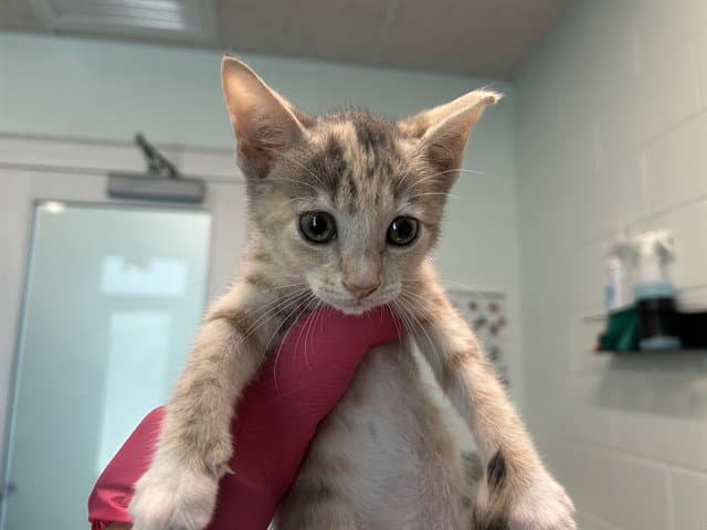 Ida - Domestic Short Hair
