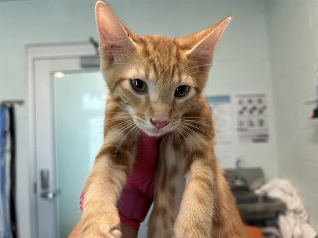 Orville - Domestic Short Hair
