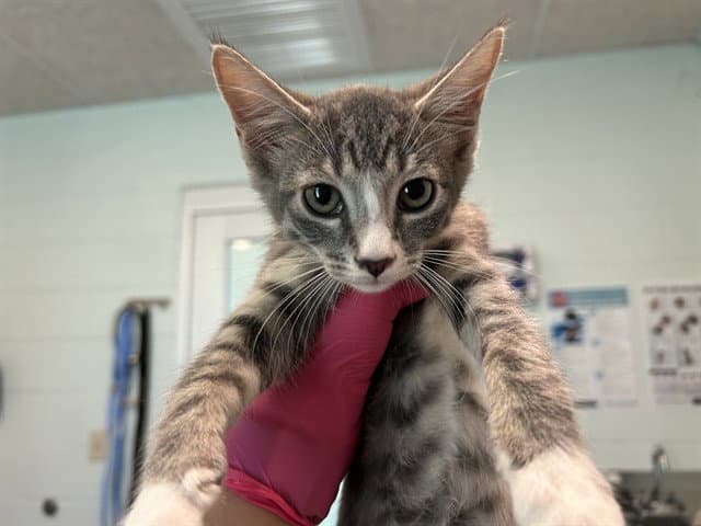 Sally Ride - Domestic Short Hair