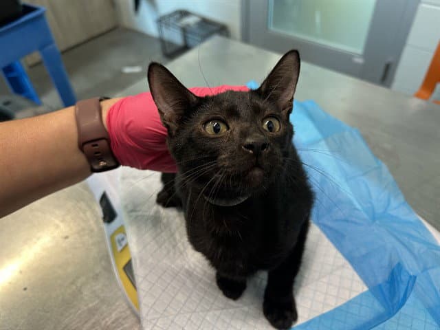 Armstrong - Domestic Short Hair