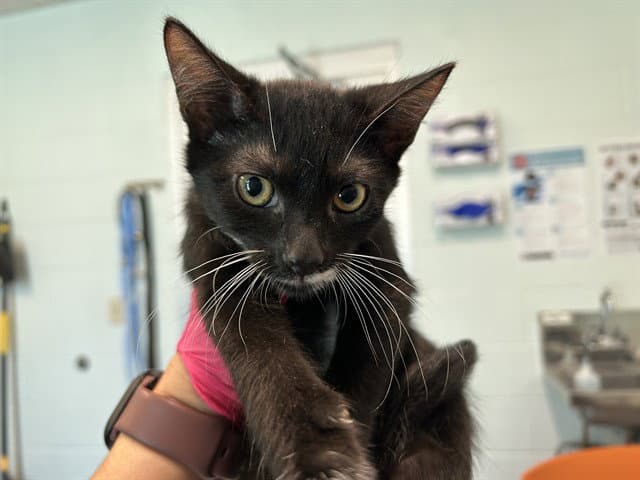 Morris - Domestic Short Hair