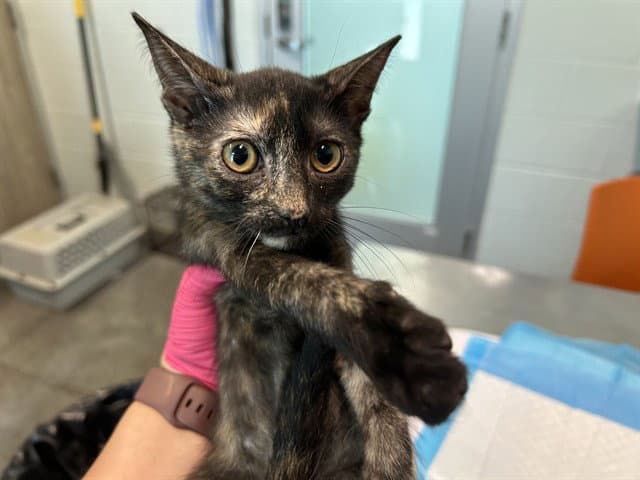 Dolly Parton - Domestic Short Hair