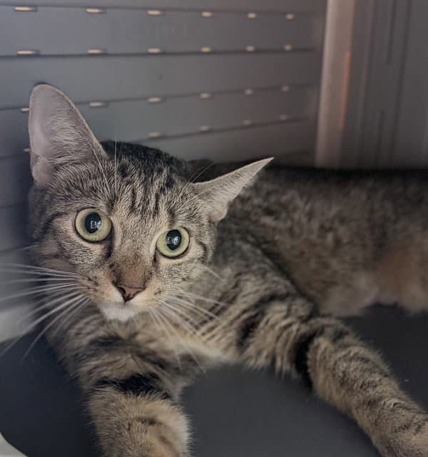 Th Century - Domestic Short Hair