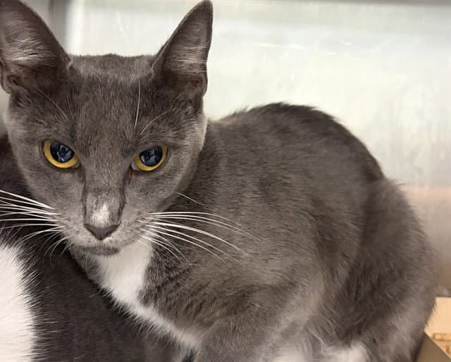 Monocle - Domestic Short Hair