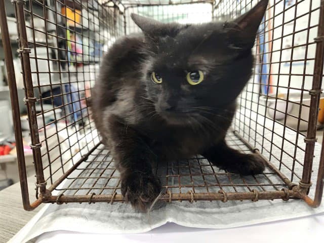 Rosie - Domestic Short Hair