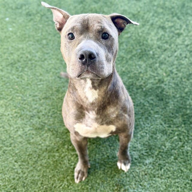 Sherman - American Staffordshire Terrier