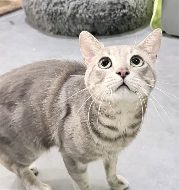 Bentley - Domestic Short Hair