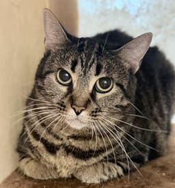 Yzma image 1