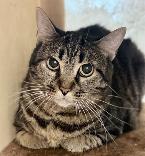 Yzma - Domestic Short Hair
