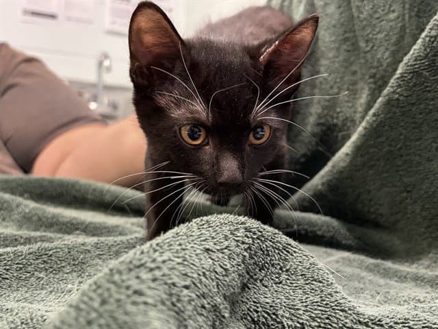 Constitution - Domestic Short Hair