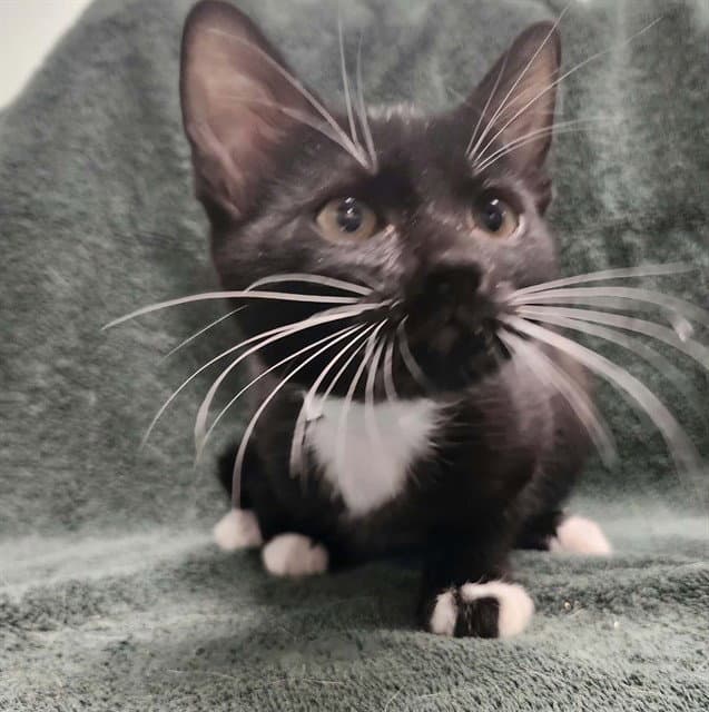 Mayflower - Domestic Short Hair