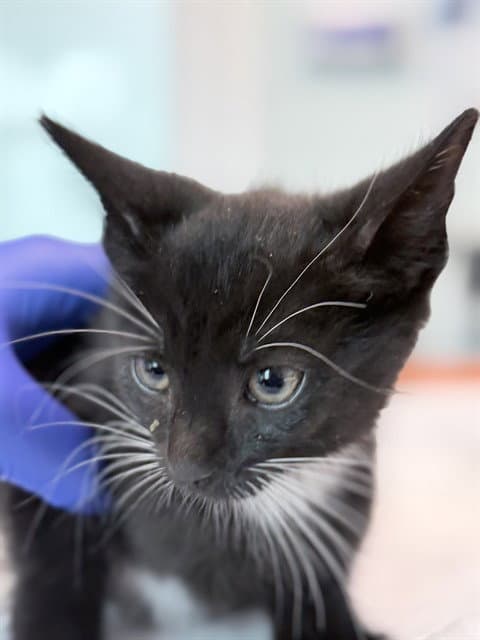 Clark - Domestic Short Hair