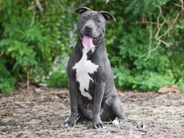 Angelica - Pit Bull Terrier