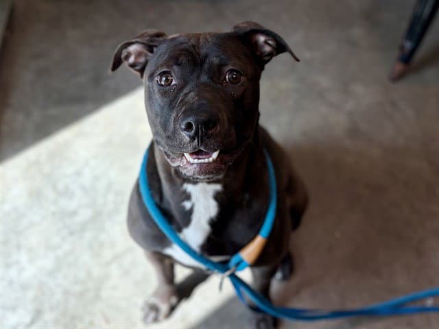 Peggy - Pit Bull Terrier