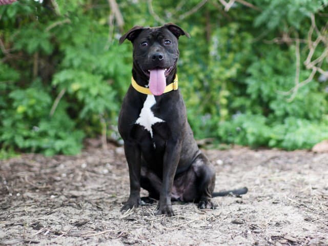Peggy - Pit Bull Terrier