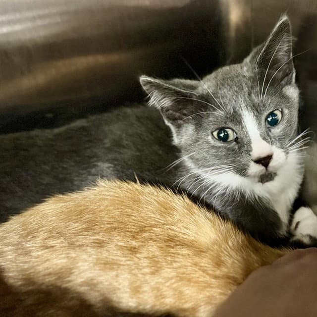 Jake - Domestic Short Hair