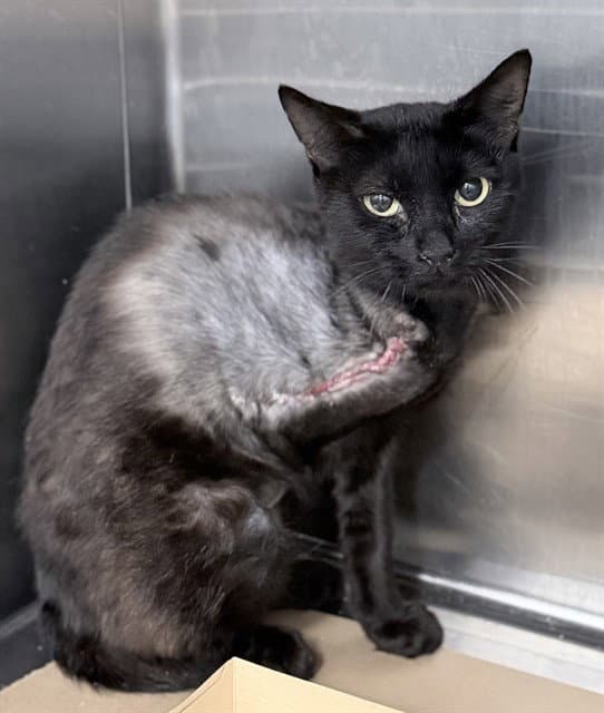 Tink - Domestic Short Hair