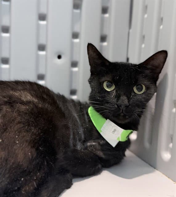 Tink - Domestic Short Hair