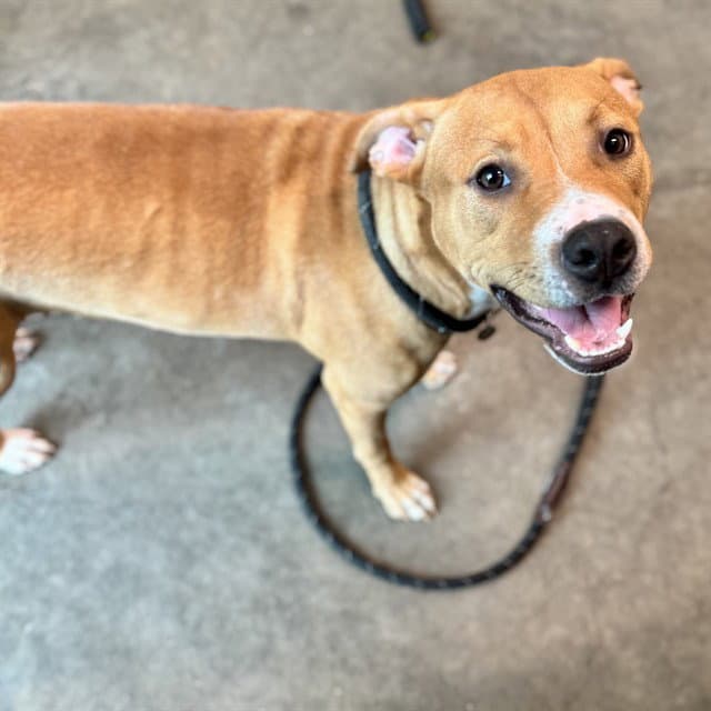 Abigail - American Pit Bull Terrier