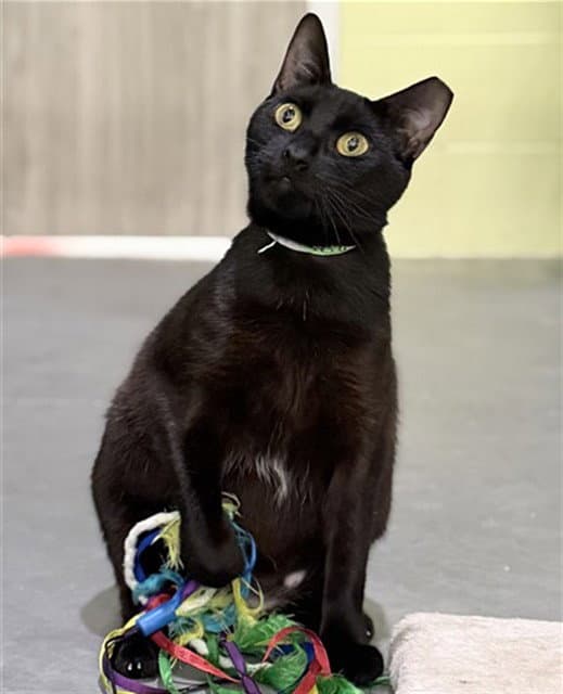 Amelia - Domestic Short Hair