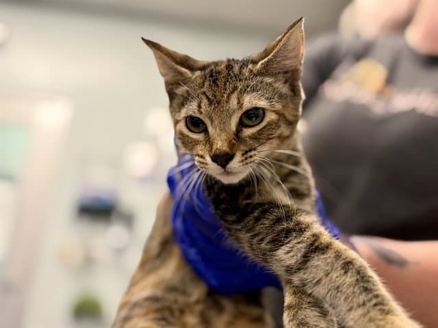 Barbara - Domestic Short Hair