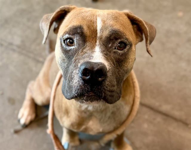 Hoover - American Bulldog