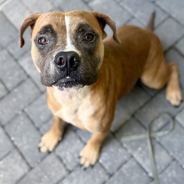 Hoover - American Bulldog