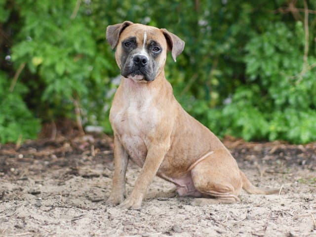 Hoover - American Bulldog