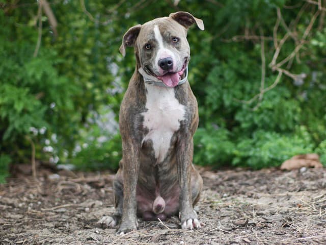 Salem - Boxer